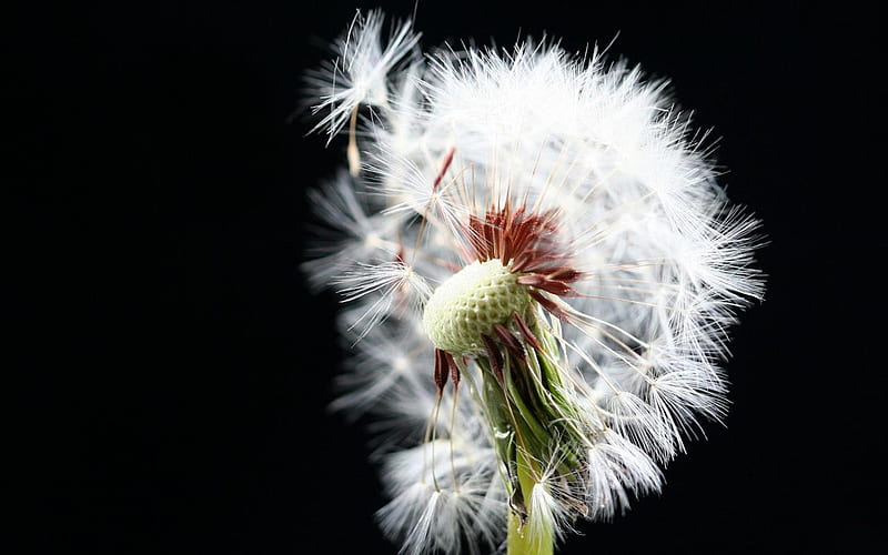 Fluttering-dandelion-seeds, dandelion, flowers, beauty, nature, white, HD wallpaper