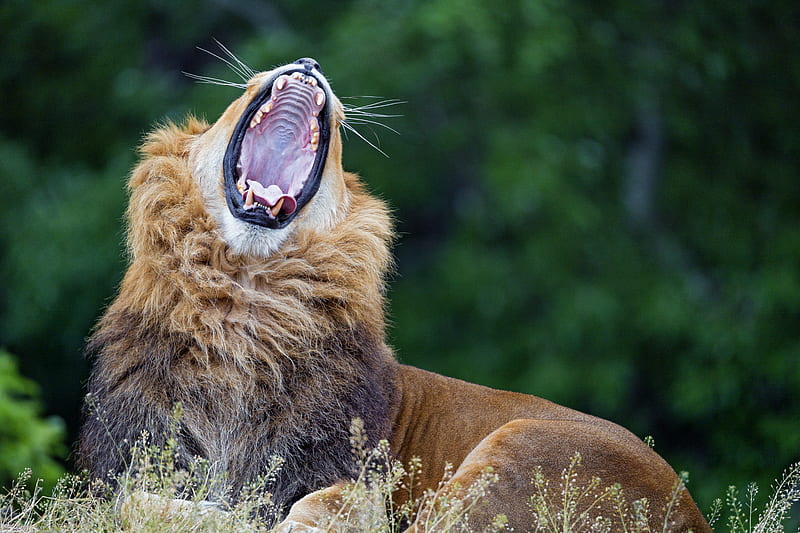 lion, yawn, predator, big cat, wildlife, HD wallpaper