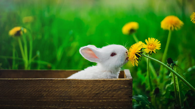 White Rabbit in Brown Wooden Box, HD wallpaper