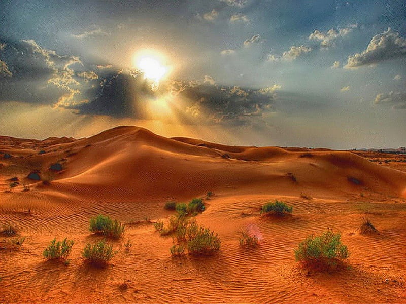 Desert beauty, hills, sand, sun, desert, plants, HD wallpaper