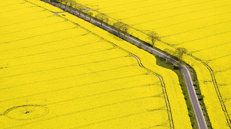 Yellow Fields, yellow, road, trees, HD wallpaper | Peakpx