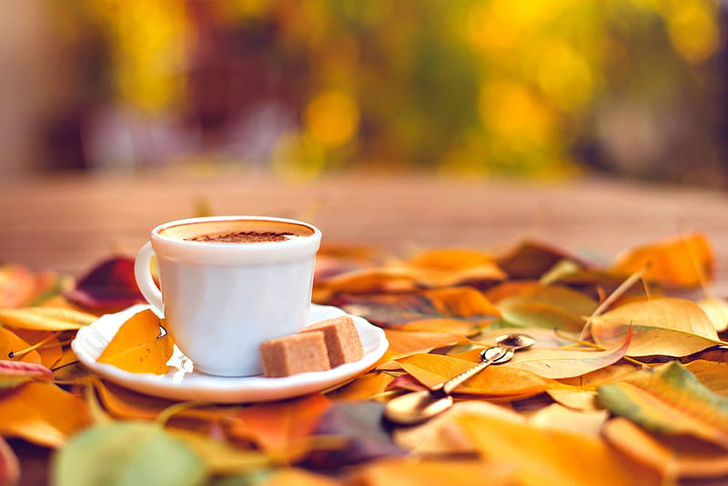 Autumn, fall, cup of coffee, autumn leaves, leaves, splendor, coffee, autumn splendor, cup, nature, HD wallpaper