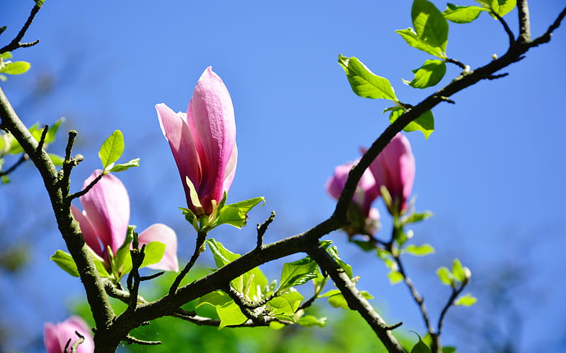 Magnolia, verde, rosa, azul, flor, primavera, Fondo de pantalla HD | Peakpx