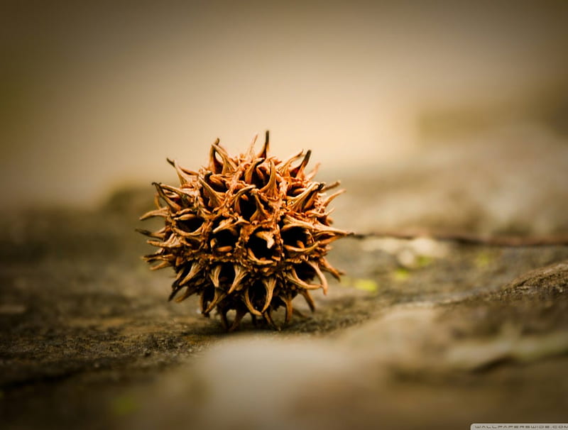 SPIKEY AND ALL ALONE, forest, fall, autumn, spikes nuts, acorn, cool, close up, macro, nature, field, HD wallpaper