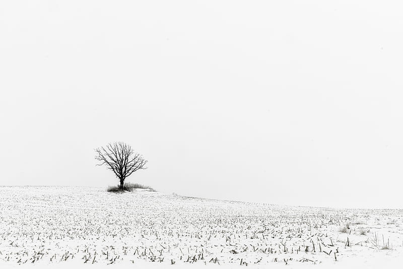 tree, field, snow, winter, white, HD wallpaper