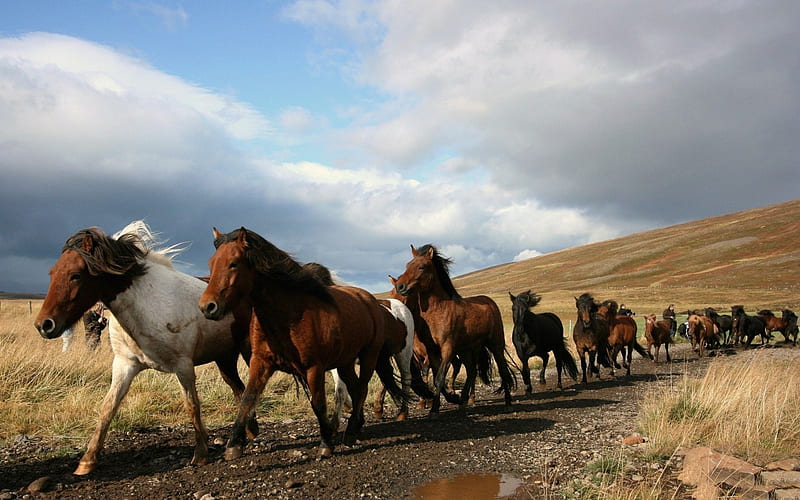 *** Herd of Horses ***, stado, zwierzeta, kon, koni, HD wallpaper