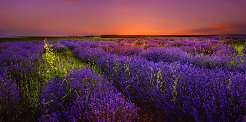 Lavender field pretty, amazing, lovely, fiery, bonito, sunset, lavender, sky, freshness, sundown, nice, flowers, nature, field, meadow, HD wallpaper