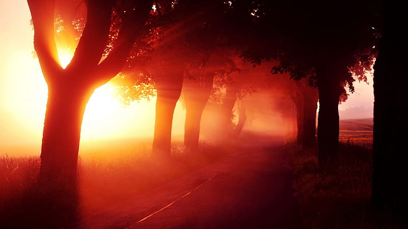 burning sunrise fog, bright, sunrise, trees, fog, HD wallpaper