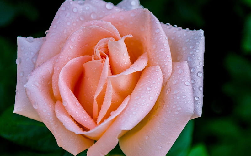 Big rose, flower, nature, rose, pink, HD wallpaper Big rose, flower, nature, rose, pink, HD wallpaper