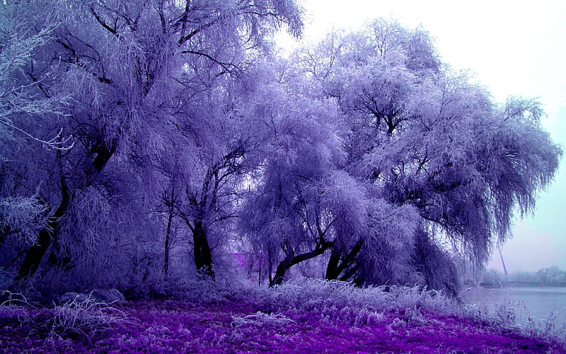 Winter Trees Feathery Splendor, nature, purple, trees, winter, HD wallpaper