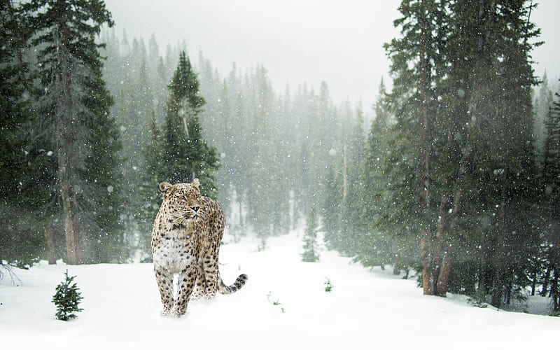 Persian Leopard In Snow , leopard, animals, snow, HD wallpaper