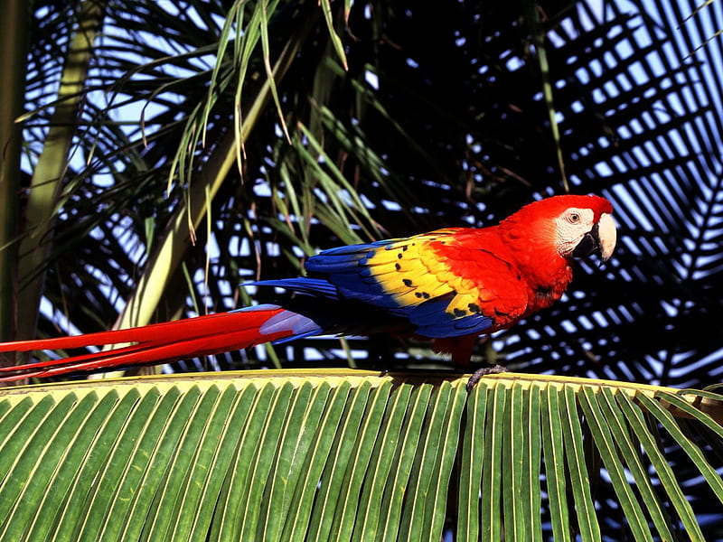 Untitled , scarlet macaw, macaw, parrot, tropical perch, HD wallpaper