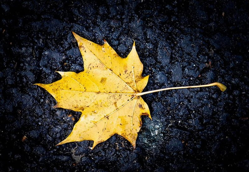 Yellow Leaf, fall, seaon, autumn, graphy, autumn leaves, yellow, leaf, HD wallpaper