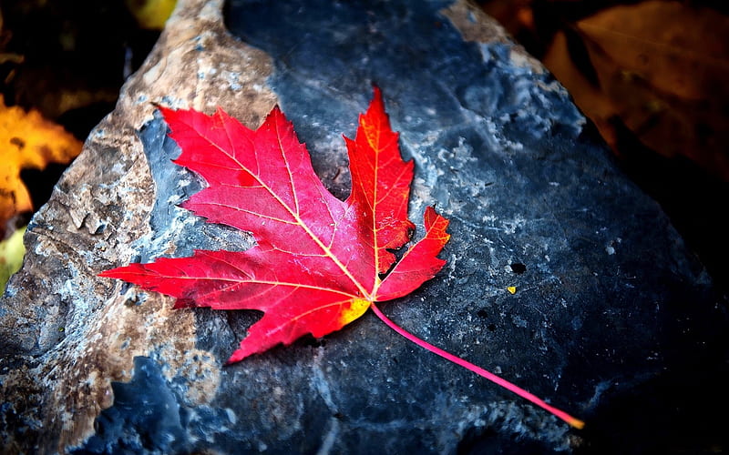 leaf red autumn stone dry-Plants, HD wallpaper