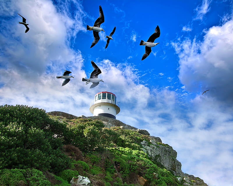 Seagulls and the lighthouse, rocks, grass, sunset, nice, multicolor, creeks, waterfall, caves, bonito, refleced, ellegant, green, scenery, blue, cloud, lakes, pond, paisagem, flower, nature, meadow, scene, stream, fish, oceans amazing, cenario, beach, corner, calm, scenario, evening, morning, rivers, paysage, cena, black, sky, canyons, surfing, panorama, cool, beaches, awesome, hop, bay, landscape, field, seas, rose, gray, gourgeous, wave, sea, graphy, mirror, river, neat multi-coloured, clear, colors, lake, attractive, colours, reflections, natural, HD wallpaper