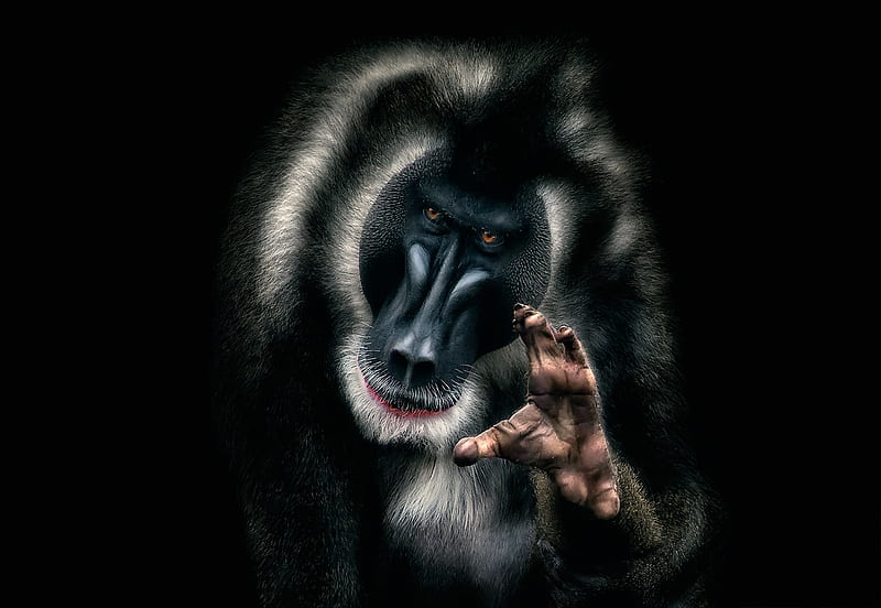 Monkey (Mandrillus Sphinx), monkey, black, hand, madrillus sphinx, white, animal, HD wallpaper