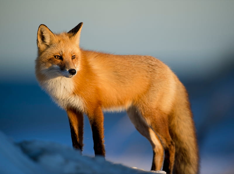 Red Fox, Winter Ultra, Animals, Wild, Nature, Winter, Animal, environment, wildlife, fauna, redfox, HD wallpaper
