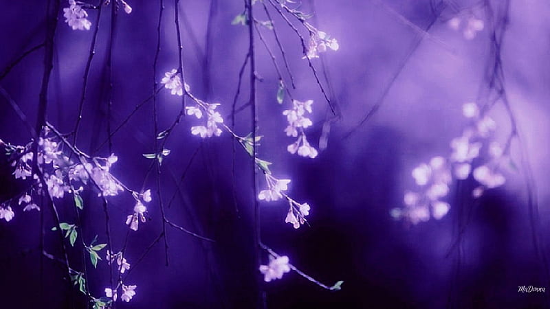 Soft Spring Blooms Purple, blurred, purple, Sakura, summer, flowers, spring, lavender, HD wallpaper
