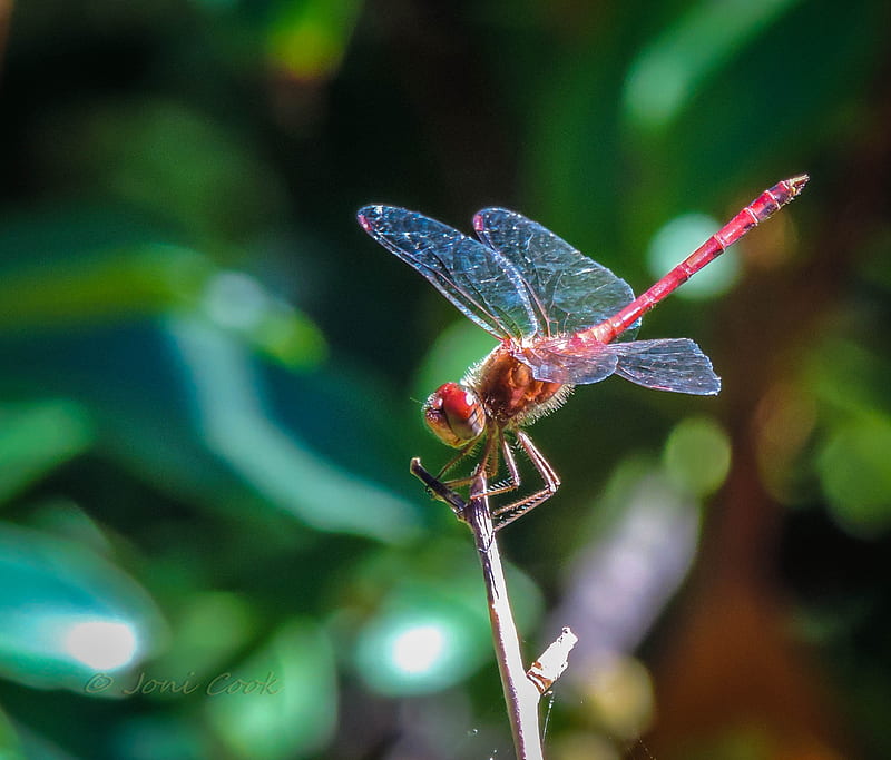 Dragonfly, red, HD wallpaper