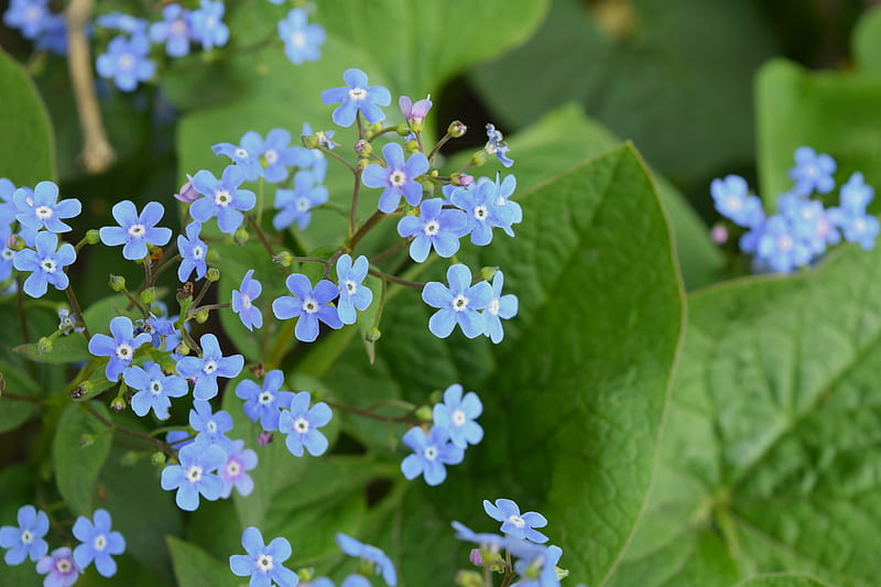 Flowers, Forget-Me-Not, HD wallpaper