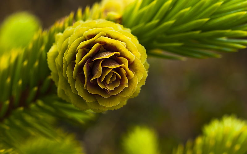 Yellow flower close-up-Seasonal flowers, HD wallpaper
