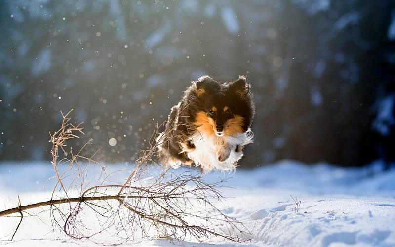Dogs, Shetland Sheepdog, Dog, Pet, Snow, Winter, HD wallpaper