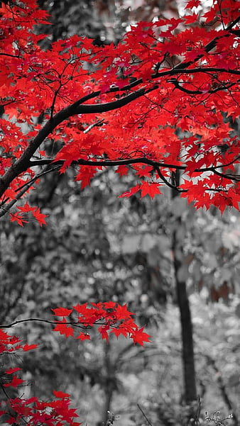 red fall trees wallpaper