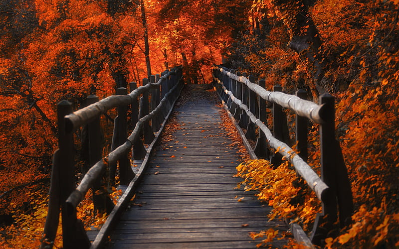 Bridges, Bridge, Fall, Foliage, HD wallpaper