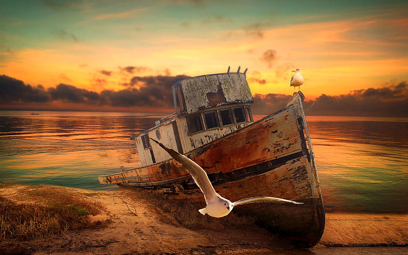 abandoned boat, sunset, seagulls, shore, fishing boat, boat on shore, HD wallpaper