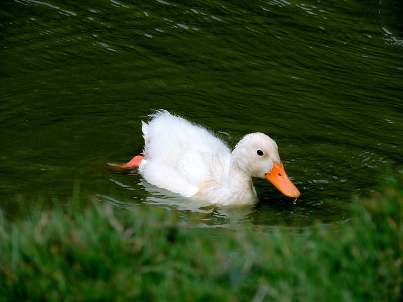 Little White Duck, Summer, Duck, Pond, River, Animal, graphy, HD wallpaper