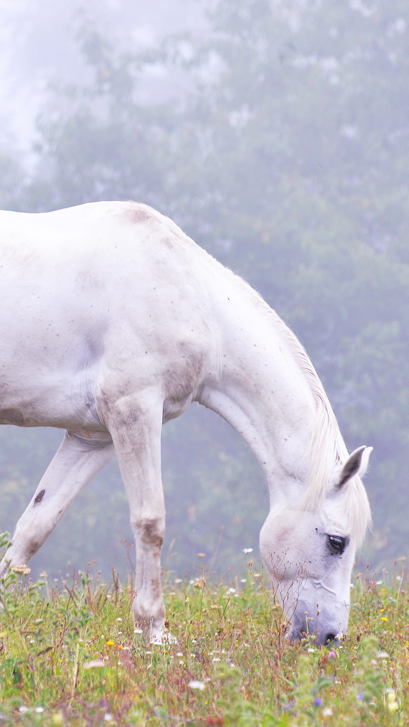 white horse, Unicorn, animal, horses, mustang, wild horse, HD phone wallpaper