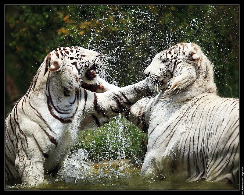 white tigers fighting