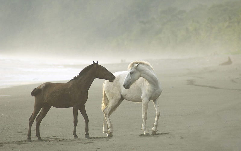 Costa Rica - Mustang, HD wallpaper