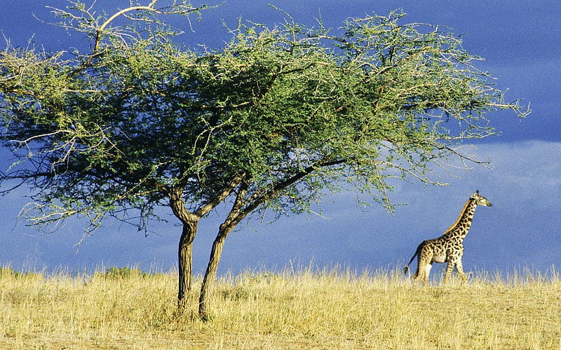 African grasslands giraffe, HD wallpaper