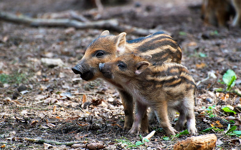 Boar piglets, piglet, pig, couple, cute, boar, animal, HD wallpaper
