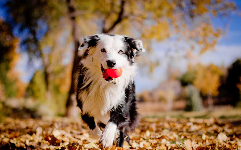 Border Collie dogs, cute animals, autumn, pets, Border Collie Dog, HD wallpaper