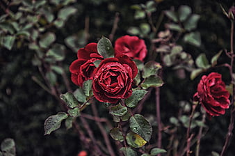 roses, branch, flowers, HD wallpaper