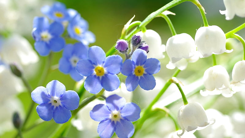 Azul blanco no me olvides flores primavera, Fondo de pantalla HD | Peakpx