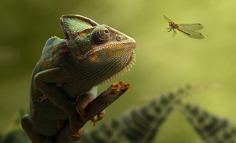 Reptiles, Chameleon, Lizard, Wildlife, HD wallpaper