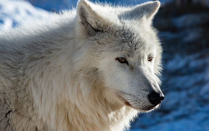 Wolf, white, fur, animal, HD wallpaper