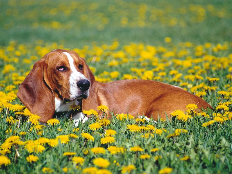 Basset in yellow flower field, flower, yellow, basset, field, puppy, dog, HD wallpaper