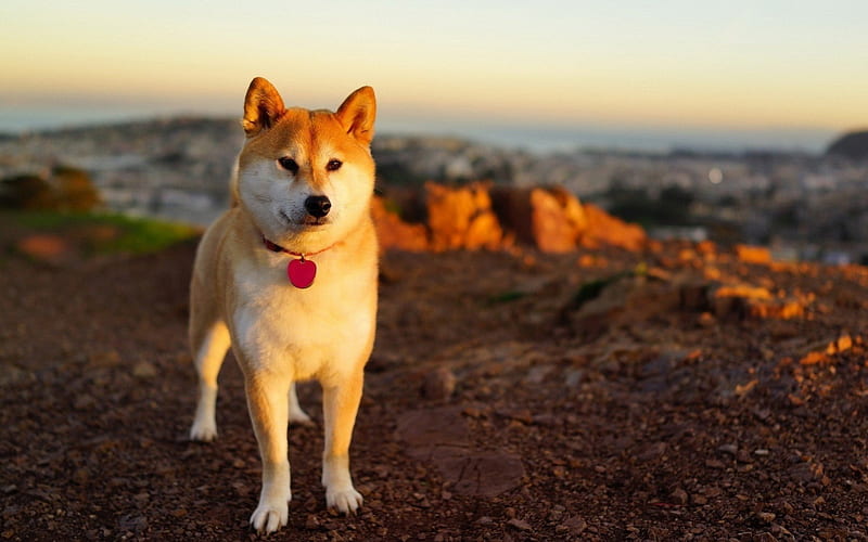 Shiba Inu, pets, dogs, sunset, bokeh, cute animals, Shiba Inu Dog, HD wallpaper