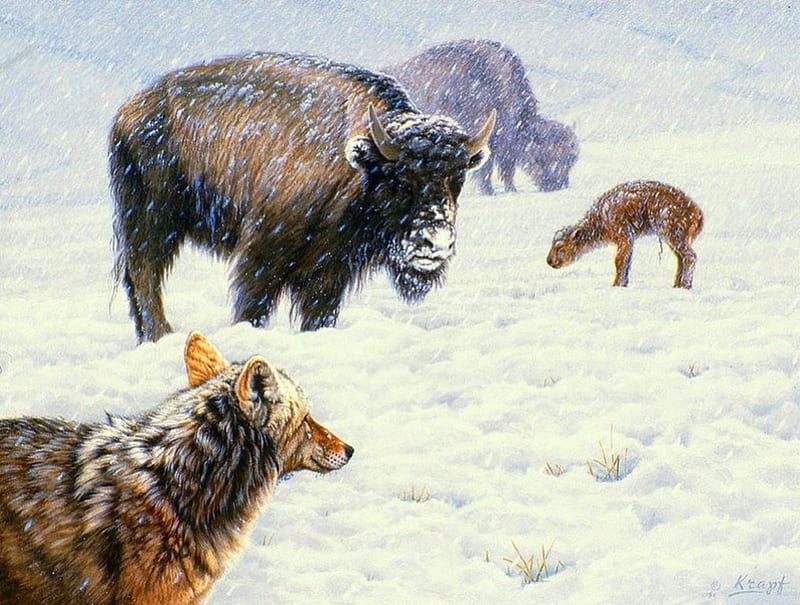 Tough Day in May, snow, painting, buffalo, wolf, calf, artwork, HD wallpaper