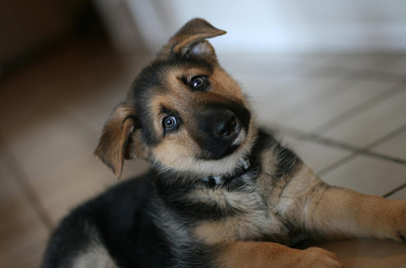 German shepherd, pretty, lovely, bonito, animal, sweet, cute, puppys ...
