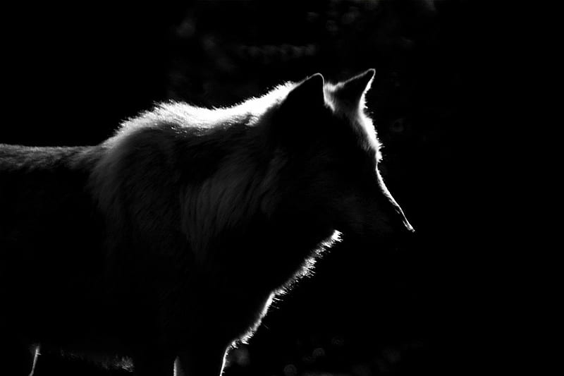 Moon hunter, friendship, quotes, pack, dog, lobo, arctic, black, abstract, winter, timber, snow, wolf , wolfrunning, wolf, white, lone wolf, howling, wild animal black, howl, canine, wolf pack, solitude, gris, the pack, mythical, majestic, wisdom beautiful, spirit, canis lupus, grey wolf, nature, wolves, HD wallpaper
