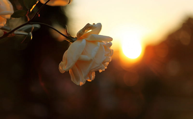 1920x1080px 1080p Free Download White Rose At Sunset Rose Flower Nature Sunset Roses 0202