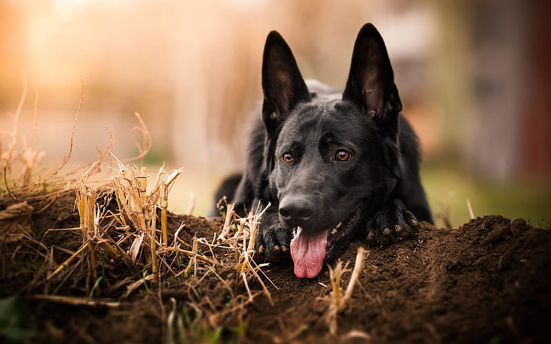 black german shepherd, muzzle, blur, dogs, HD wallpaper