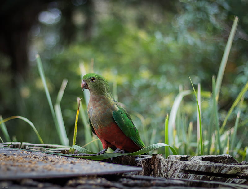 king parrot, bird, green, wild, HD wallpaper