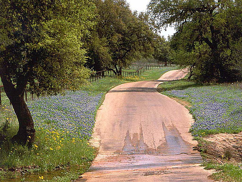 Texas Country Rd, texas, roads, flower, trail, nature, HD wallpaper