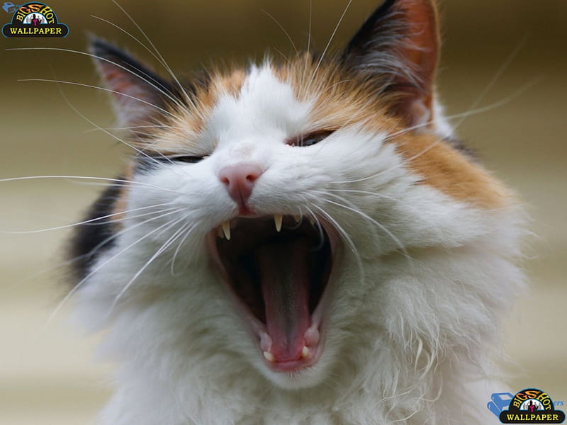 720p Free Download Cat Opens Mouth Opens Mouth Cat Cats Hd